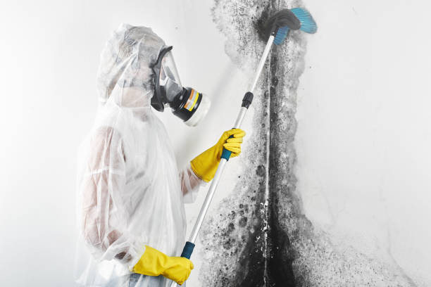 Best Crawl Space Mold Remediation  in Orono, MN