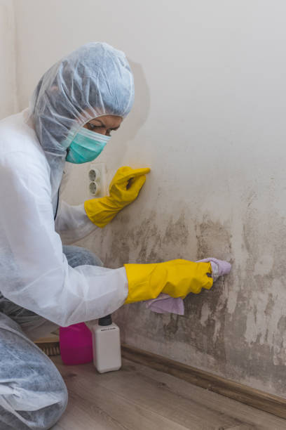 Best Biohazard Mold Removal  in Orono, MN